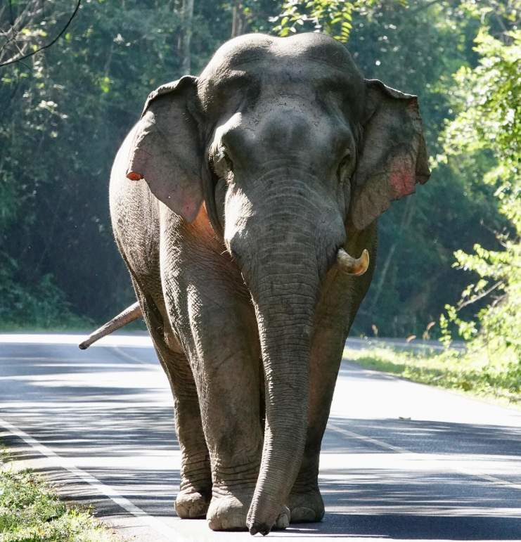 Khao Yai National Park
